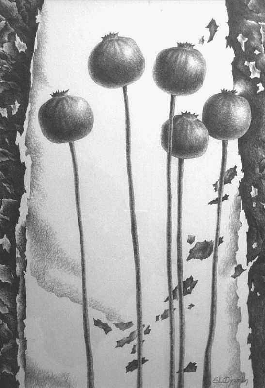 Maki — pencil on paper by Yelena Revis